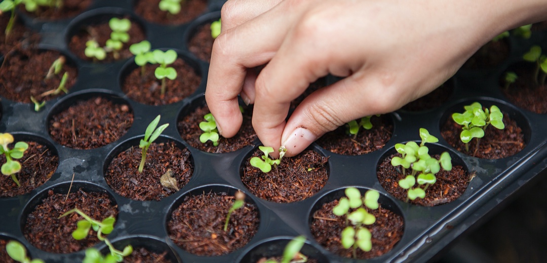 How can I get a carbon neutral certificate? featured image